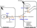 Frontiers | Succinate as a Regulator of Hepatic Stellate Cells in Liver ...