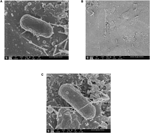 Frontiers | Attachment of Salmonella enterica on Mangoes and Survival ...