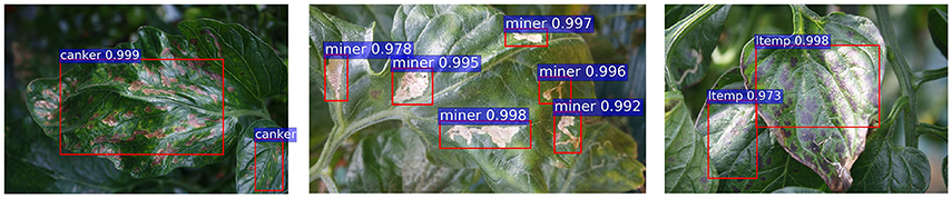 Frontiers | High-Performance Deep Neural Network-Based Tomato Plant ...