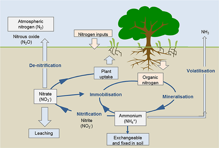 Figure 3 - Stages of the nitrogen cycle.