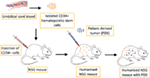 Frontiers | Transgenic Mouse Models in Cancer Research | Oncology