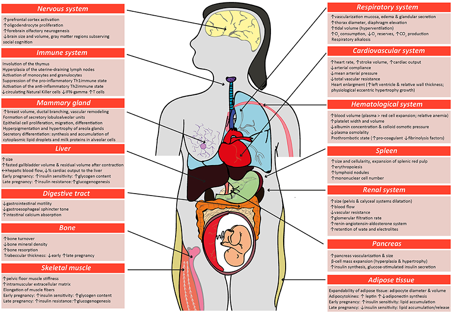 Frontiers The Role Of Placental Hormones In Mediating Maternal 