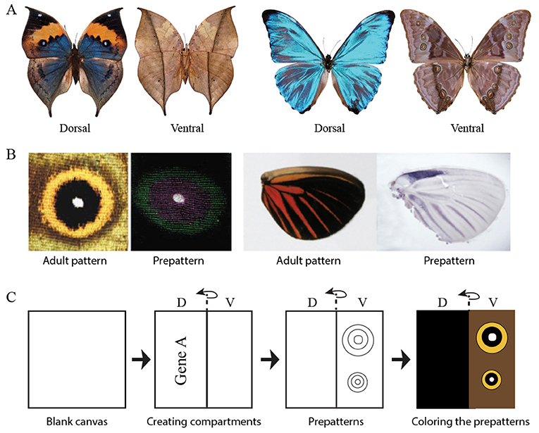 Why Butterfly Wings are Even Cooler Than You Think!
