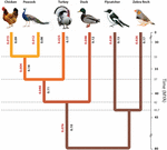 Frontiers | Genome Sequence of Peacock Reveals the Peculiar Case of a ...