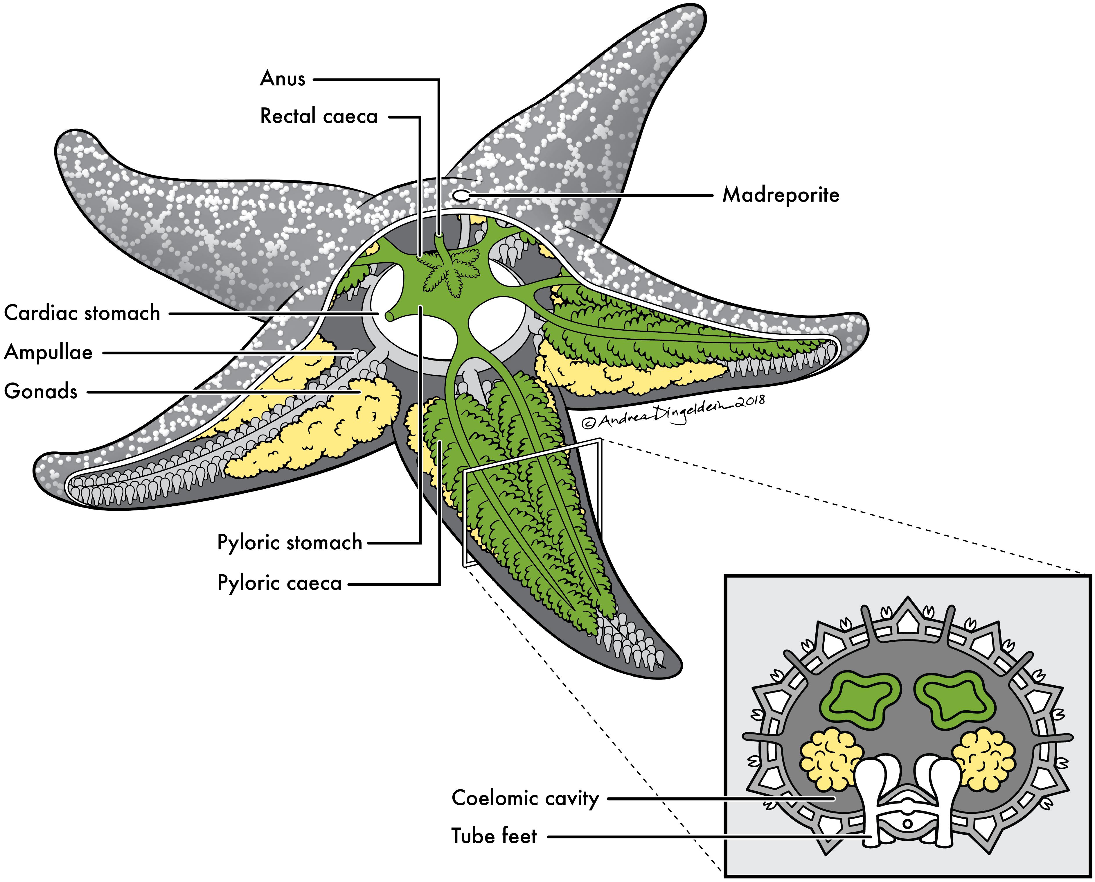 brittle star anatomy