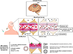 Frontiers | Recent Advances in the Therapeutic and Diagnostic Use of ...