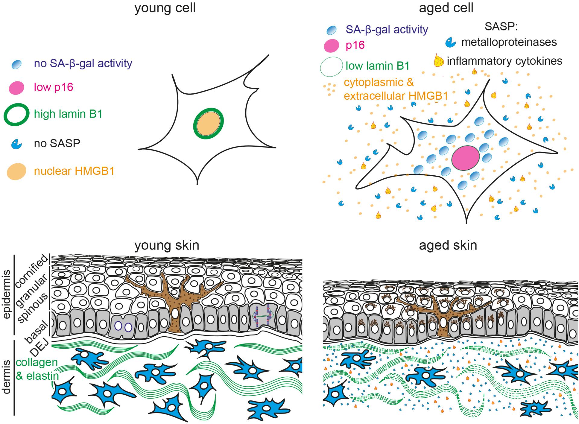 Frontiers | Biomarkers Of Cellular Senescence And Skin Aging | Genetics