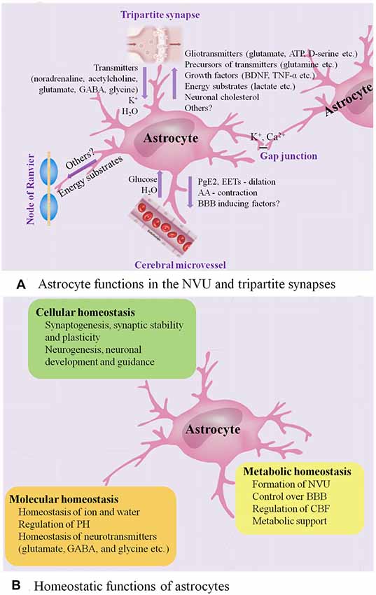 Multiple forms of working memory emerge from synapse–astrocyte interactions  in a neuron–glia network model