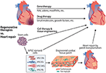 Frontiers | Cardiomyocyte—Endothelial Cell Interactions in Cardiac ...