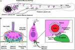 Frontiers | Transmission Disrupted: Modeling Auditory Synaptopathy in ...