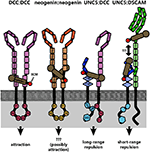 Frontiers | Revisiting Netrin-1: One Who Guides (Axons) | Cellular ...