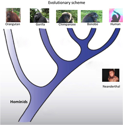 Figure 1 - Evolutionary scheme, showing that great apes and humans all evolved from a common ancestor.