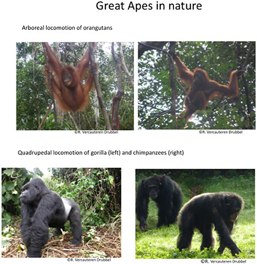 Figure 2 - Great Apes in nature.