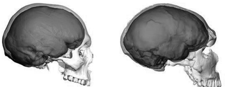 Figure 3 - A comparison of the skulls of Homo sapiens (Human) (left) vs. Homo neanderthalensis (Neanderthal) (right).