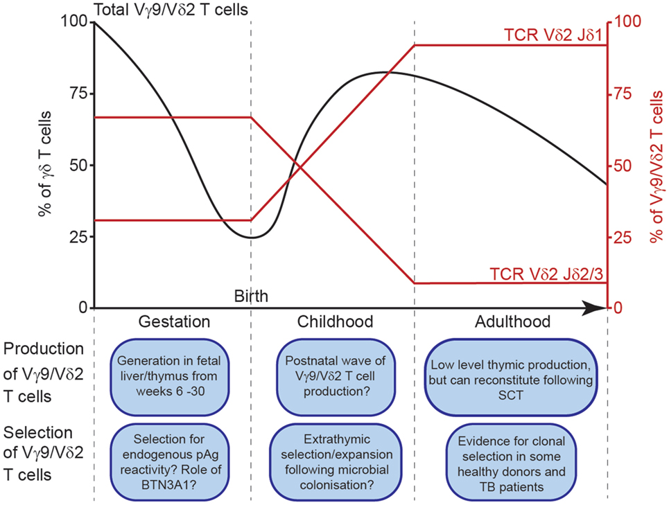 Frontiers Development And Selection Of The Human Vg9vd2 T Cell Repertoire Immunology