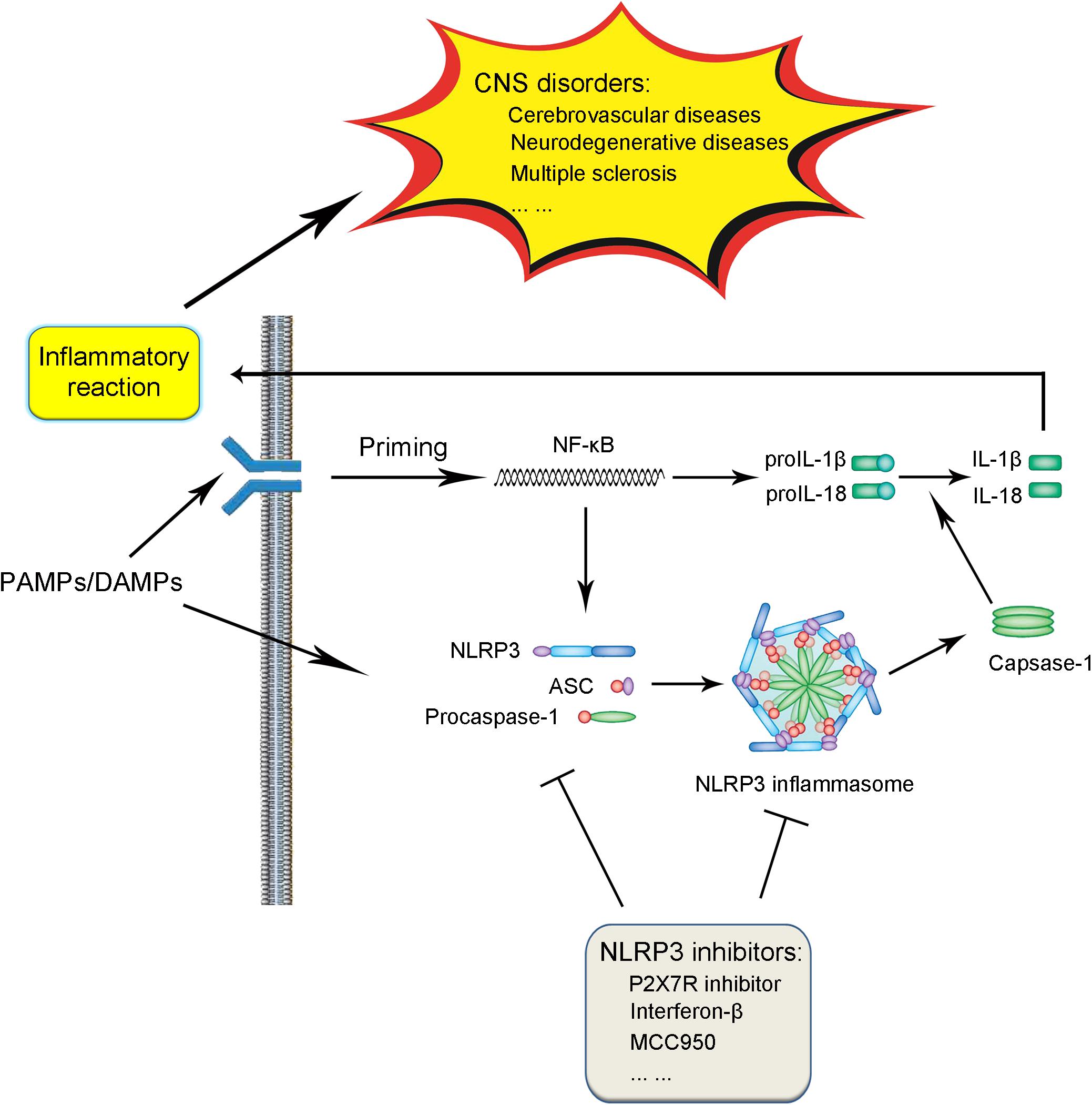 Frontiers Targeting Nlrp3 Inflammasome In The Treatment Of Cns Diseases Molecular Neuroscience