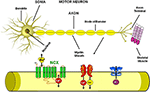 Frontiers | Ionic Homeostasis Maintenance in ALS: Focus on New ...