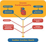 Frontiers | Uremic Cardiomyopathy: A New Piece in the Chronic Kidney ...