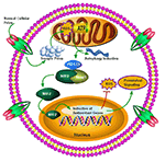 Frontiers | P62-Keap1-NRF2-ARE Pathway: A Contentious Player For ...