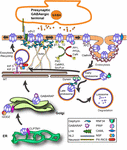 Frontiers | γ2 GABAAR Trafficking and the Consequences of Human Genetic ...