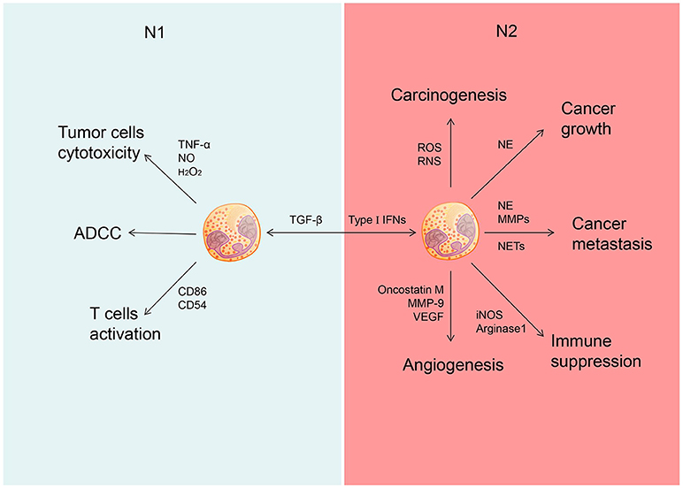 PDF) During early stages of cancer, neutrophils initiate anti
