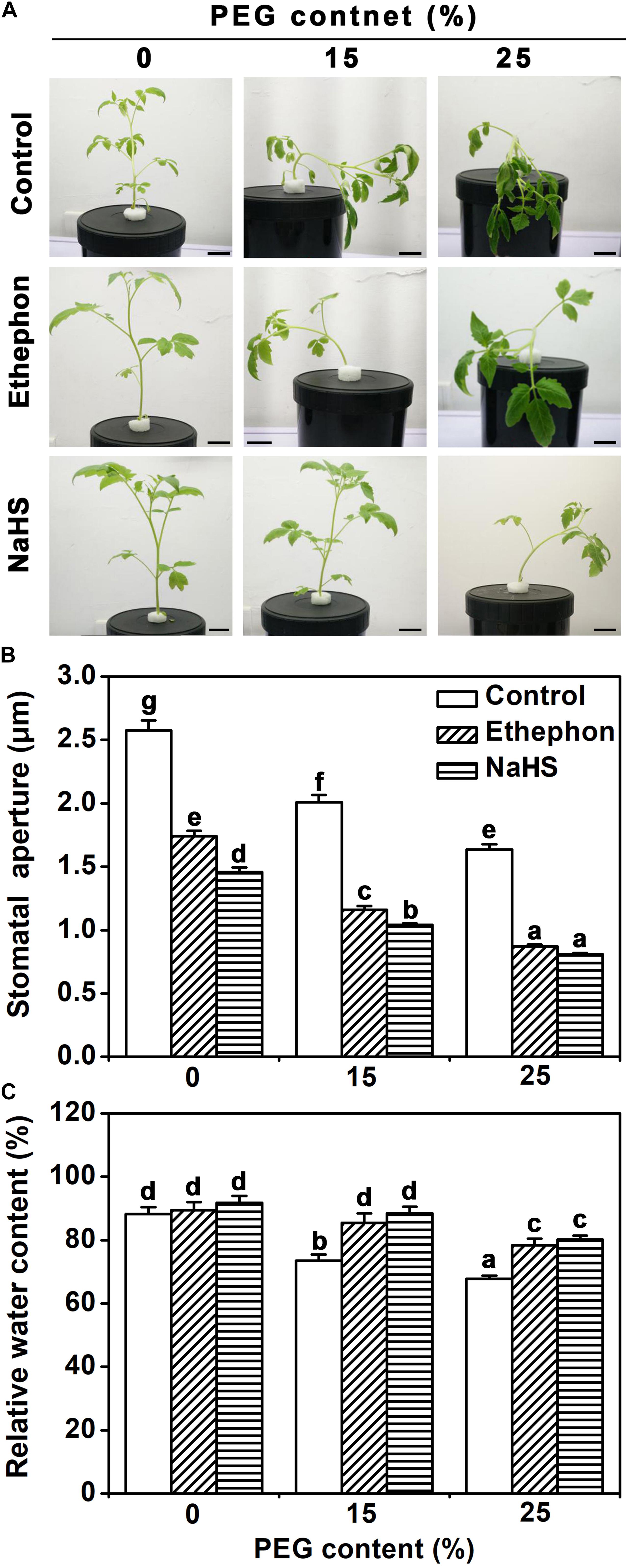 Frontiers Ethylene Induced Hydrogen Sulfide Negatively Regulates Ethylene Biosynthesis By Persulfidation Of Aco In Tomato Under Osmotic Stress Plant Science