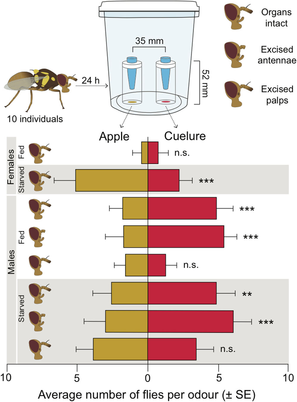 PDF) Evaluation of lures and traps for male and female monitoring of  Mediterranean fruit fly in pome and stone fruit