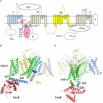 Frontiers | Atomic Mechanisms of Timothy Syndrome-Associated Mutations ...