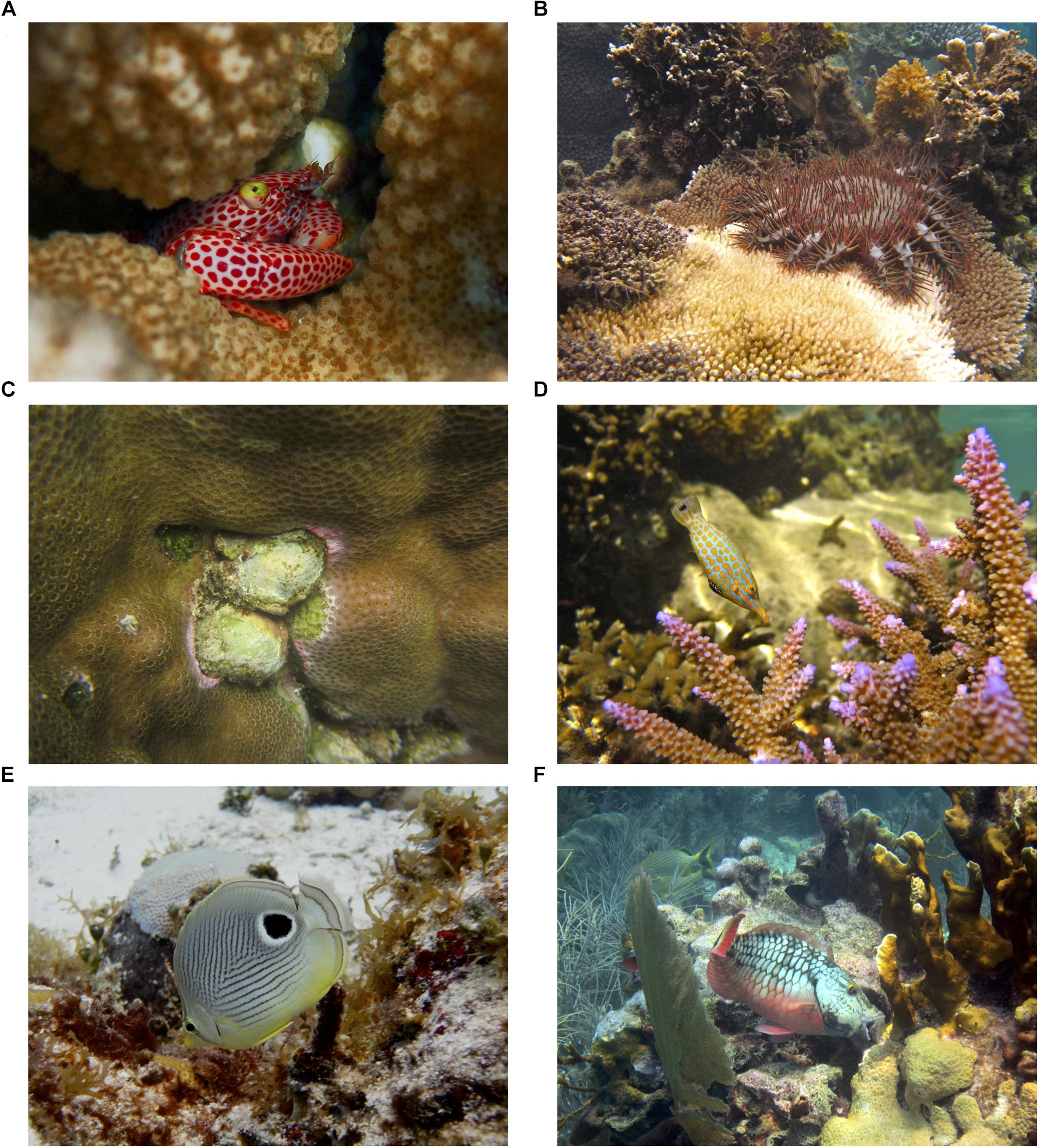 Frontiers  Corallivory in the Anthropocene: Interactive Effects of  Anthropogenic Stressors and Corallivory on Coral Reefs