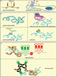 mrna sequence