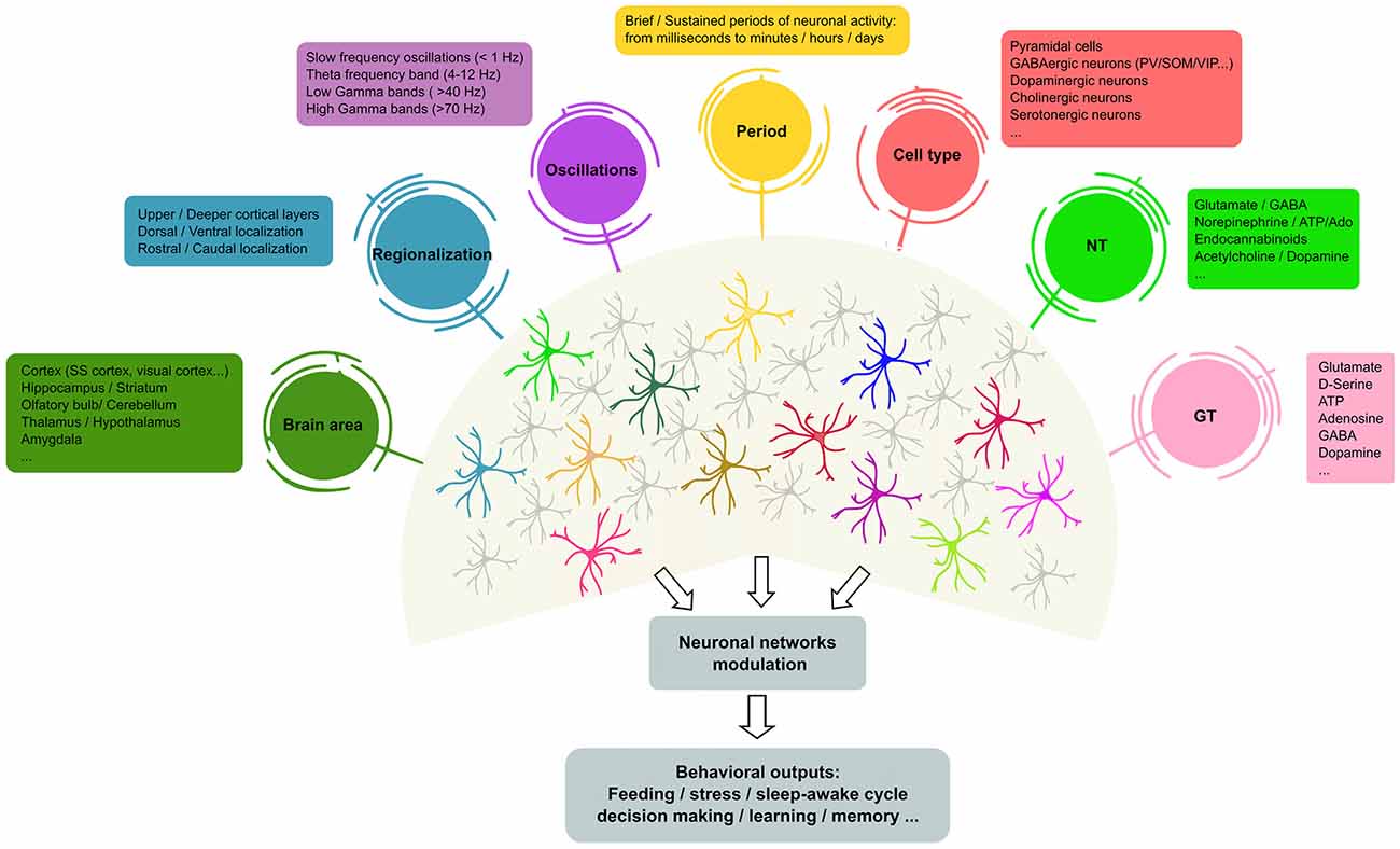 MNE results showing the main neuronal network activated by the