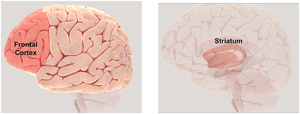 the frontal cortex (left), located at the front of the brain
