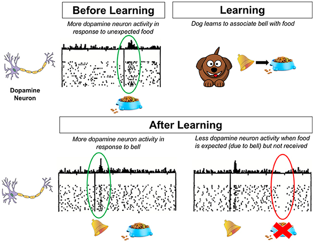 图2 -图显示了狗的大脑中发生了什么之前和之后的学习。