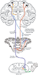 Frontiers | New Corticopontine Connections in the Primate Brain ...