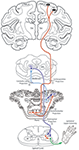 Frontiers | New Corticopontine Connections in the Primate Brain ...