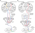 Frontiers | New Corticopontine Connections in the Primate Brain ...