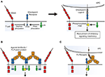 Frontiers | Immune Checkpoints as Therapeutic Targets in Autoimmunity ...