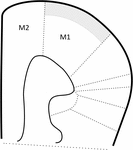 Frontiers | Negative Allosteric Modulators of mGlu7 Receptor as ...