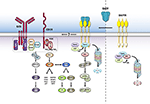 Frontiers | BAFF And BAFF-Receptor In B Cell Selection And Survival ...