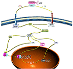 Frontiers | Effective Pro-Inflammatory Induced Activity of GALT, a ...