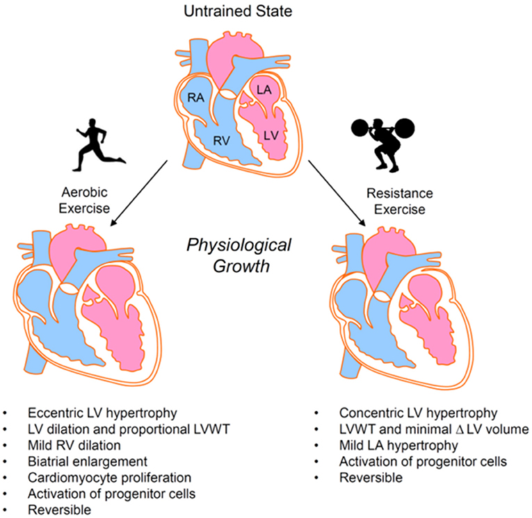 physiological benefits of cardiovascular endurance