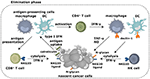 Frontiers | Turn Back the TIMe: Targeting Tumor Infiltrating Myeloid ...