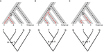 Frontiers | Adaptive Introgression: An Untapped Evolutionary Mechanism ...