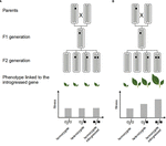 Frontiers | Adaptive Introgression: An Untapped Evolutionary Mechanism ...