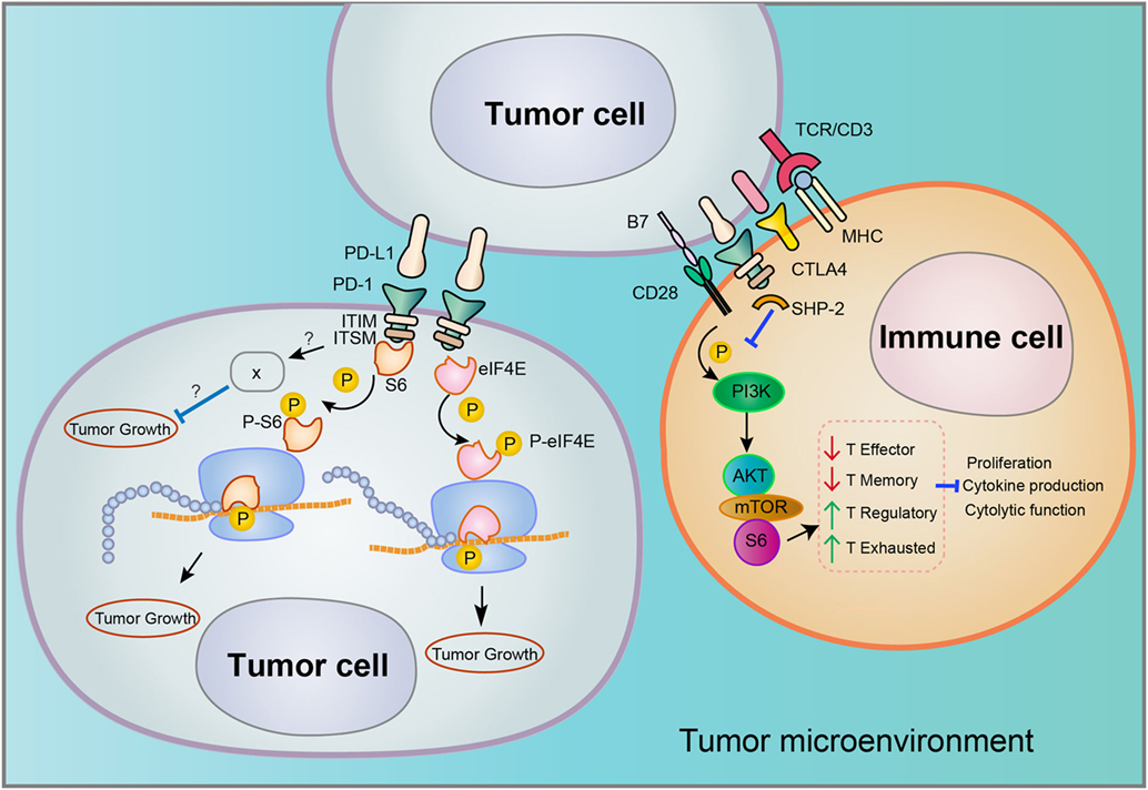 Frontiers Cancer Cell Intrinsic Pd 1 And Implications In Free