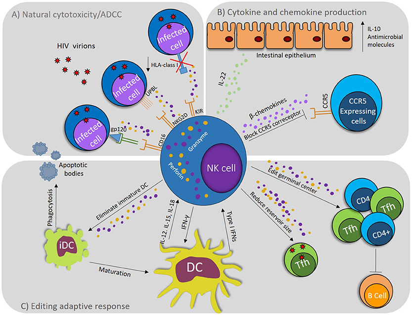 Frontiers Nk Cells In Hiv 1 Infection From Basic Science To Vaccine Strategies Immunology