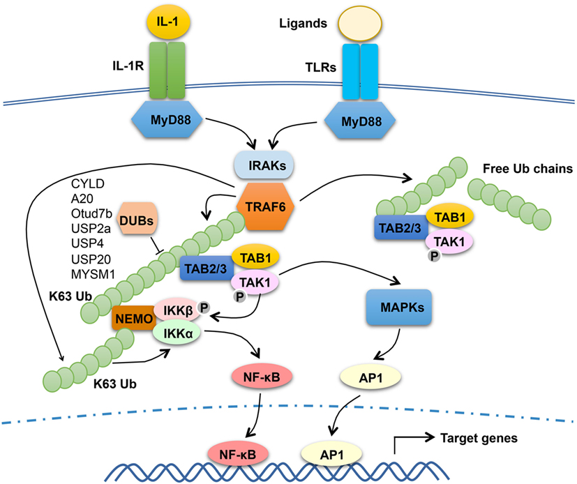 Defecte Duur Mathis Frontiers | Tumor Necrosis Factor Receptor-Associated Factor Regulation of  Nuclear Factor κB and Mitogen-Activated Protein Kinase Pathways