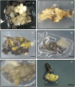 Frontiers | Holm Oak Somatic Embryogenesis: Current Status and Future ...