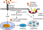 Frontiers | Semaphorin 3F and Netrin-1: The Novel Function as a ...