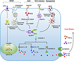 Frontiers | Inflammasome: A Double-Edged Sword in Liver Diseases ...